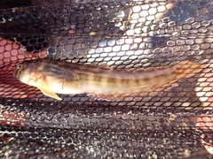 Omobranchus punctatus