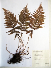 Athyrium sinense
