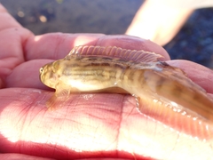 Omobranchus punctatus