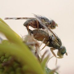 Sphenella marginata