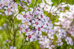 Chamelaucium uncinatum