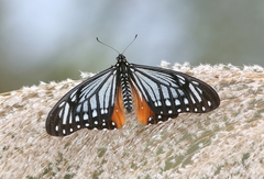 Papilio agestor