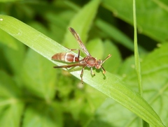 Polistes africanus