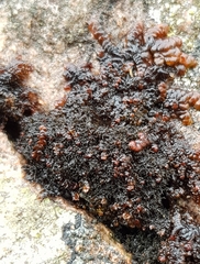 Frullania fragilifolia