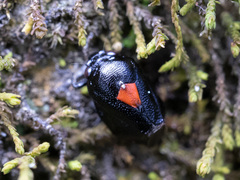 Hindoloides bipunctata