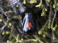Hindoloides bipunctata