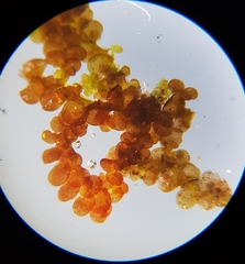 Frullania fragilifolia