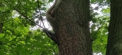 Picidae