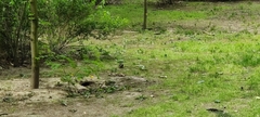 Picidae