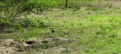 Picidae