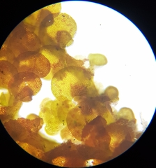 Frullania fragilifolia