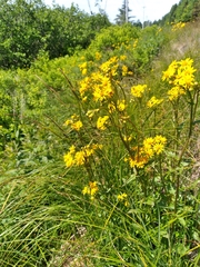 Packera schweinitziana