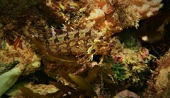 Heteroclinus roseus