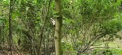 Picidae