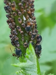 Metopeurum