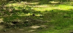 Picidae