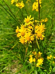 Packera schweinitziana