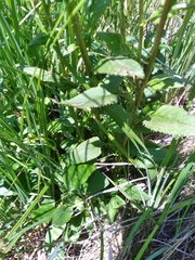 Packera schweinitziana