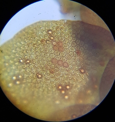 Frullania fragilifolia