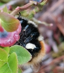 Bombus lapponicus