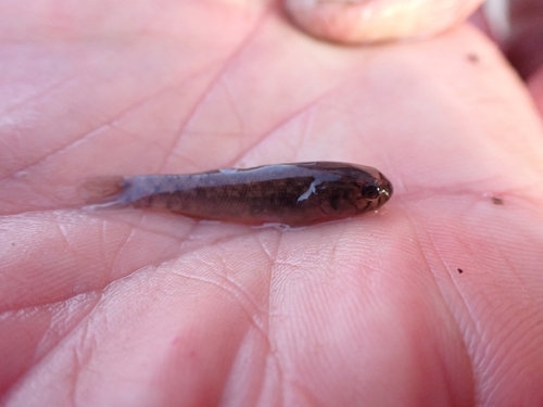 Stigmate mangrove goby (Mugilogobius stigmaticus) — Gobiidae — 4