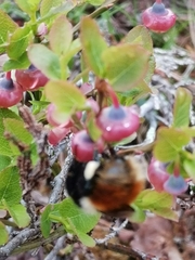 Bombus lapponicus