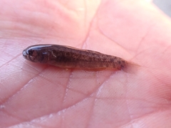 Mugilogobius stigmaticus