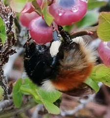 Bombus lapponicus