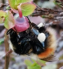 Bombus lapponicus