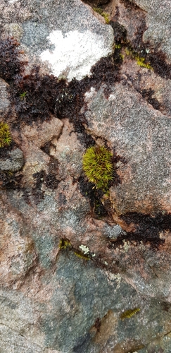 Image of Frullania fragilifolia by (c) Helen Waterman, some rights reserved (CC BY)