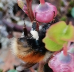 Bombus lapponicus