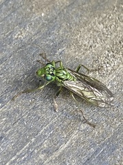 Tenthredo olivacea