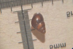 Barleeia unifasciata