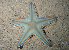 Astropecten jonstoni