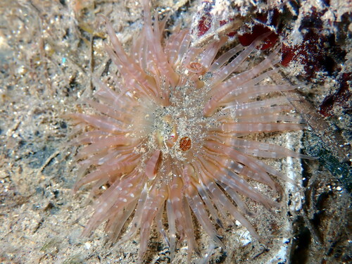 Gem Anemone