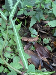 Gardneria multiflora