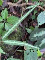 Gardneria multiflora