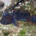 Rock Goby - Photo (c) Sylvain Le Bris, some rights reserved (CC BY-NC), uploaded by Sylvain Le Bris