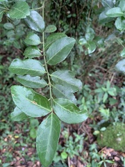 Euonymus spraguei
