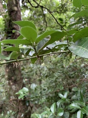 Euonymus spraguei