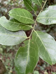 Euonymus spraguei
