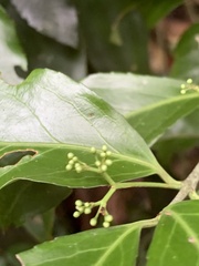 Euonymus spraguei