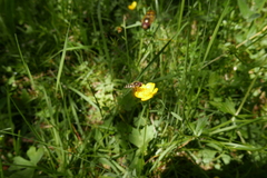 Lapposyrphus lapponicus