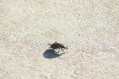 Calosoma cancellatum