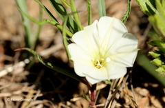 Ipomoea simplex