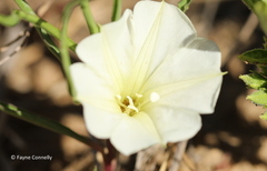 Ipomoea simplex