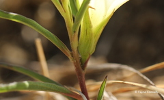 Ipomoea simplex