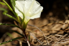 Ipomoea simplex