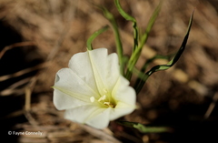 Ipomoea simplex