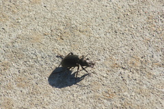 Calosoma cancellatum
